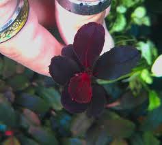 Risultati immagini per bucephalandra pinoh red stem