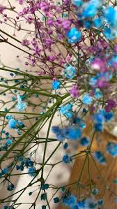 Attēlu rezultāti vaicājumam “Gypsophila paniculata flower”