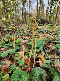 Attēlu rezultāti vaicājumam “Macrotyphula fistulosa”