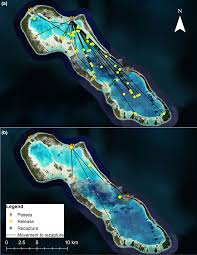 Image result for Albula glossodonta