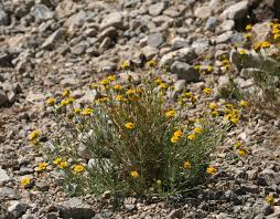 Attēlu rezultāti vaicājumam “Bayeriola thymicola”