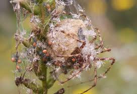 Attēlu rezultāti vaicājumam “Araneus diadematus eggs”