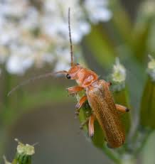 Attēlu rezultāti vaicājumam “Cantharidae”