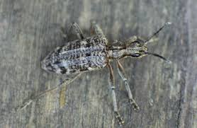 Attēlu rezultāti vaicājumam “Rhagium inquisitor”