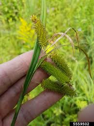 Attēlu rezultāti vaicājumam “Carex pseudocyperus fruit”