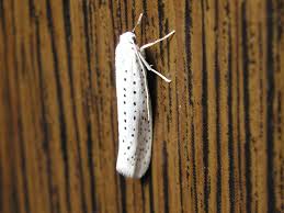 Attēlu rezultāti vaicājumam “Yponomeuta evonymella”