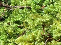 Attēlu rezultāti vaicājumam “Ctenidium molluscum”