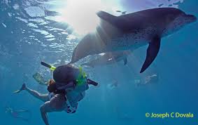 Image result for Durley Dolphin Diver