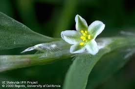 Attēlu rezultāti vaicājumam “Polygonum aviculare flower”