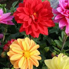 Image result for Dahlia x pinnata `Redskin`