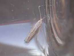 Attēlu rezultāti vaicājumam “Coleophoridae”