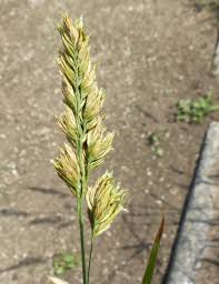 Attēlu rezultāti vaicājumam “Dactylis polygama”