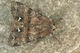 Attēlu rezultāti vaicājumam “Ceramica pisi”