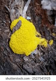 Attēlu rezultāti vaicājumam “Fuligo sp., Lignydium sp.”