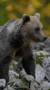 Attēlu rezultāti vaicājumam “Ursus arctos”