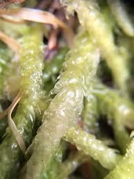 Attēlu rezultāti vaicājumam “Plagiothecium sp.”