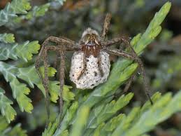 Attēlu rezultāti vaicājumam “Pisaura mirabilis cocoon”