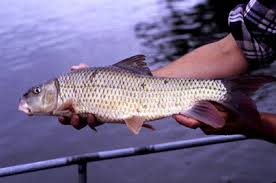 Image result for Moxostoma carinatum