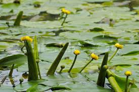 Attēlu rezultāti vaicājumam “Nuphar lutea”