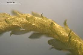 Attēlu rezultāti vaicājumam “Sphagnum angustifolium”