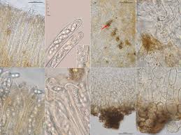 Attēlu rezultāti vaicājumam “Otidea bufonia”