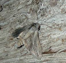 Attēlu rezultāti vaicājumam “Cucullia lucifuga”