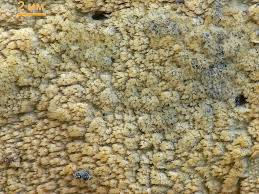 Attēlu rezultāti vaicājumam “Hyphodontia barba-jovis”