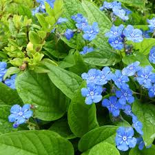 Image result for Vergissmeinnicht