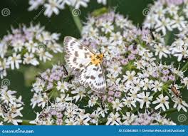 Attēlu rezultāti vaicājumam “Anania hortulata”