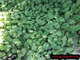 Attēlu rezultāti vaicājumam “Epimedium alpinum”