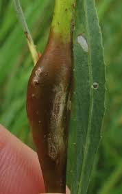 Attēlu rezultāti vaicājumam “Nematus salicis”