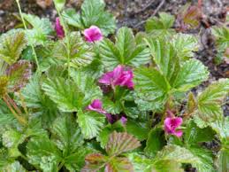 Attēlu rezultāti vaicājumam “Rubus arcticus flower”