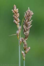 Attēlu rezultāti vaicājumam “Carex disticha”
