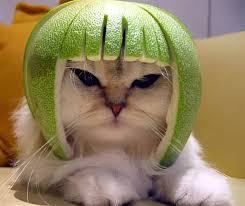 Image result for limecat