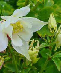 Attēlu rezultāti vaicājumam “Aquilegia vulgaris leaf”