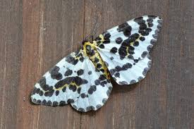 Attēlu rezultāti vaicājumam “Abraxas grossulariata”