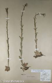 Attēlu rezultāti vaicājumam “Arabis hirsuta flower”