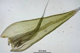 Attēlu rezultāti vaicājumam “Racomitrium heterostichum”