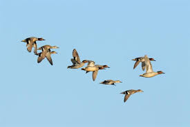 Attēlu rezultāti vaicājumam “Anas crecca”