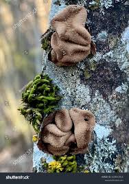 Attēlu rezultāti vaicājumam “Encoelia furfuracea”