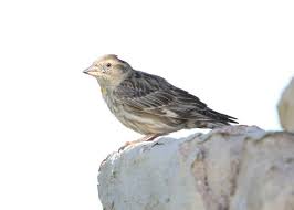 Image result for Petronia petronia