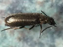 Attēlu rezultāti vaicājumam “Dasytes caeruleus imago”