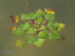 Attēlu rezultāti vaicājumam “Trapa natans”