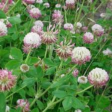 Attēlu rezultāti vaicājumam “Trifolium hybridum flower”