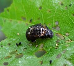 Attēlu rezultāti vaicājumam “Linaeidea aenea”