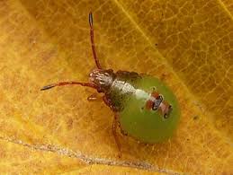 Attēlu rezultāti vaicājumam “Acanthosoma haemorrhoidale”