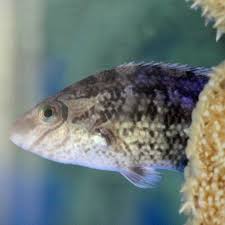 Image result for Symphodus melops