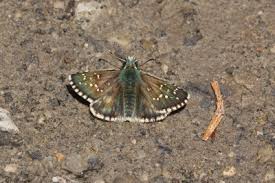 Attēlu rezultāti vaicājumam “Pyrgus serratulae upperside”