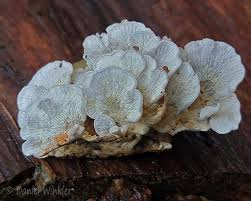 Attēlu rezultāti vaicājumam “Plicatura nivea”