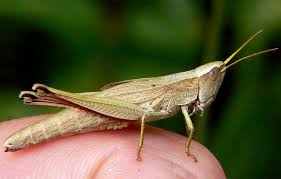 Attēlu rezultāti vaicājumam “Chrysochraon dispar”